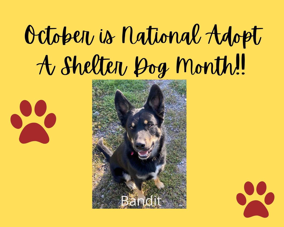 Adoptable Bandit let us know that October is National Adopt A Dog Month. Make sure you check out our website: adoptmountainpets.org/adoptable-dogs #nationaladoptadogmonth #adoptarescuedog #adopthisdog #adoptdontshop #animalwelfare