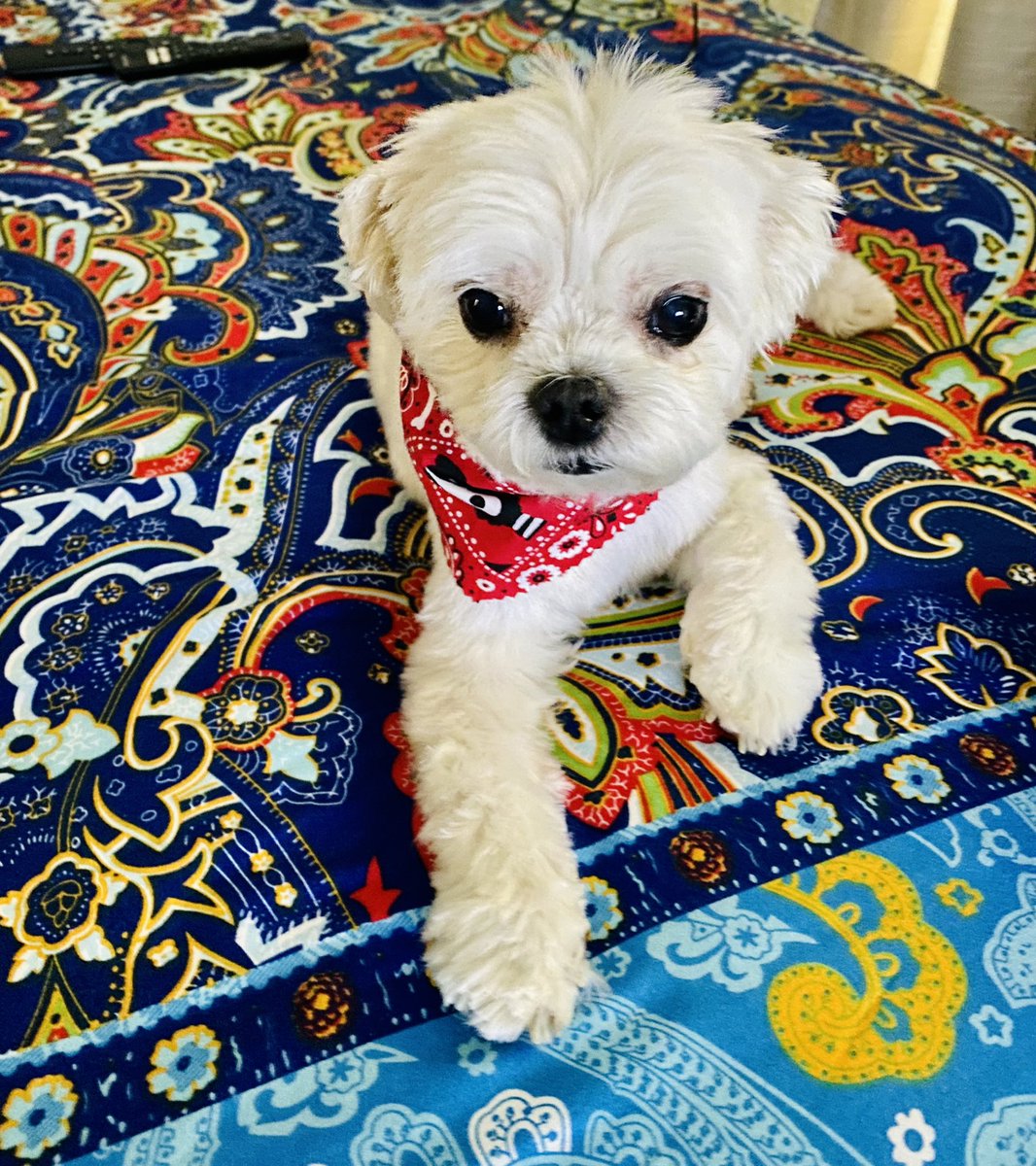 Sherry Lee Meredith tweet media