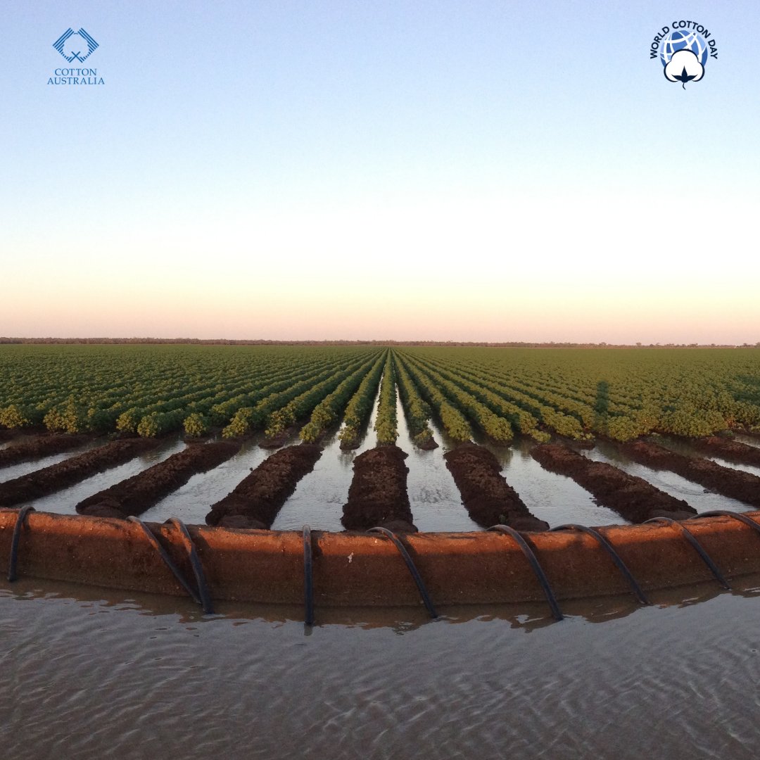 Today on #WorldCottonDay, we recognise the innovation and improvements our industry has made. Discover more about cotton’s water use here ➡️ cottonaustralia.com.au/cottons-water-… 

#AussieCotton #cotton #agriculture #farming #australia #auspol 
<a href="/NationalFarmers/">National Farmers' Federation</a> <a href="/QldFarmers/">Queensland Farmers' Federation</a> <a href="/nswirrigators/">NSW Irrigators' Council</a>