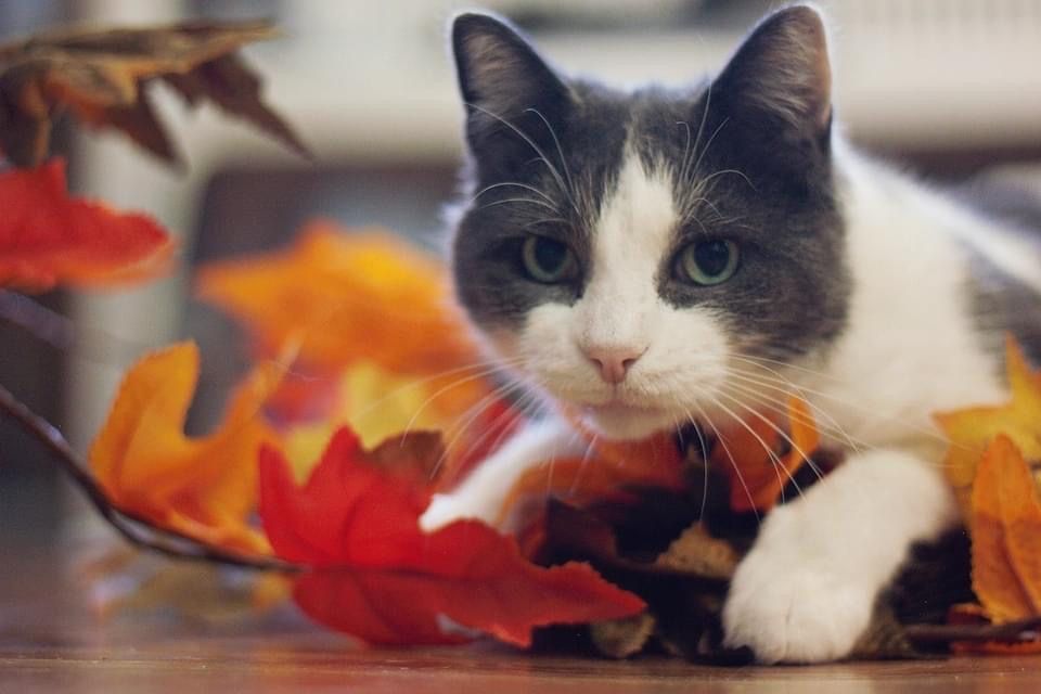 MtlARN's tweet photo. Poppy is a beautiful little girl 
She’s 8 years old, and came from an apartment with 30+ cats. It took her a little bit to trust us, but now she’s very curious, playful and adorable! ☺️💕
Bring this lovely Poppy home!

https://t.co/pGXvhj6qQm https://t.co/6NalZmSXvX
