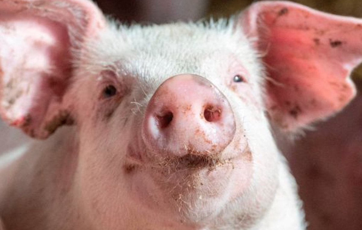 DailyMirror's tweet photo. Senseless slaughter of 100,000 pigs while families struggle to put food on table https://t.co/vtWZcVIvCp https://t.co/O8294tlOoi