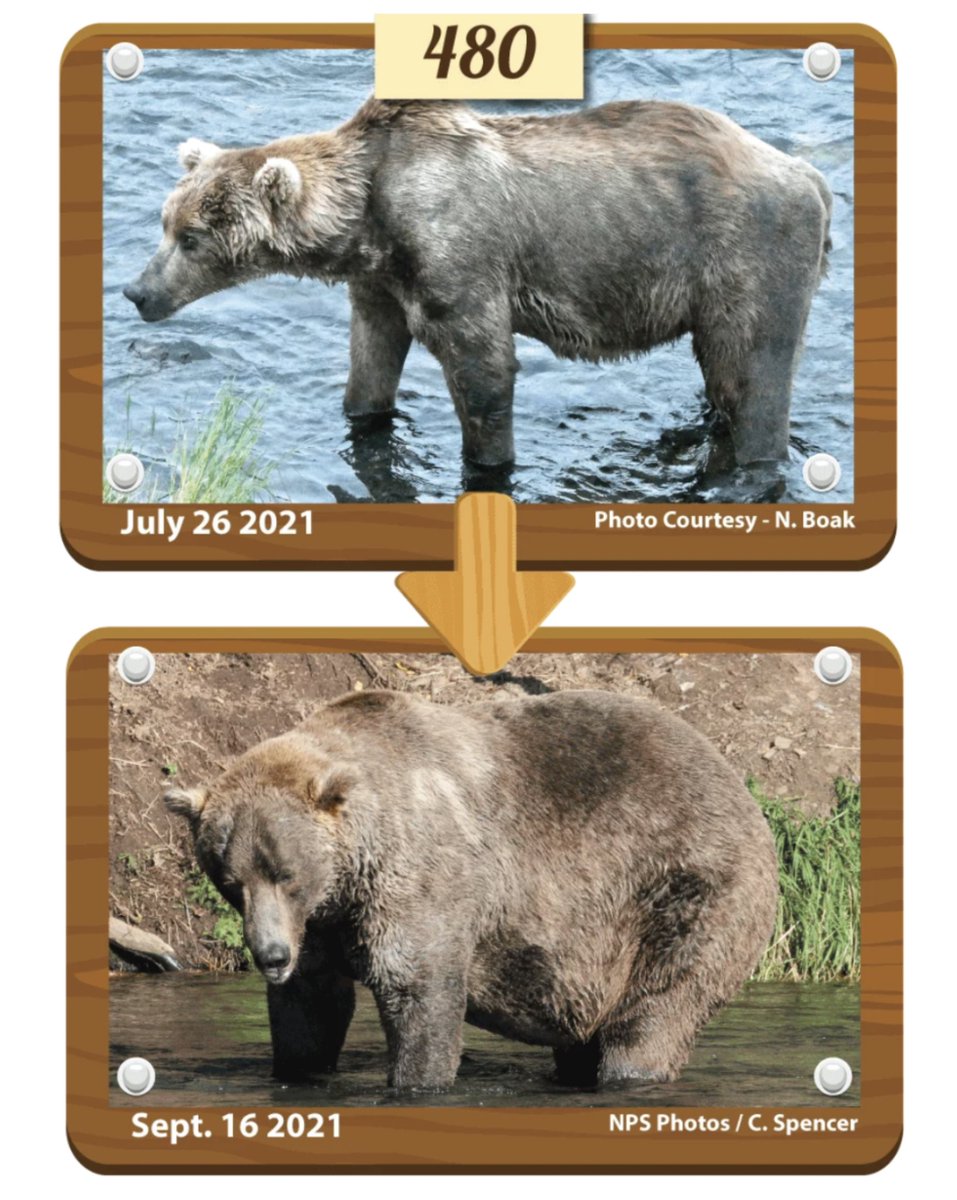 480 Otis is a legend - the old timer is champ again! <a href="/KatmaiNPS/">Katmai National Park</a> Thanks a million for #fatbearweek