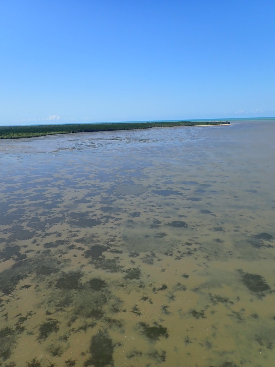 DrScallop's tweet photo. Cairns Harbour #seagrass #helicopter survey done for 2021. The grass is looking good with lots of species and biomass! It was great working with #YirrganydjiLandandSeaRangers & @NautilusAv
#Zostrea #Halophila #Cymodocea #Halodule https://t.co/FnyzSmJ7JO
