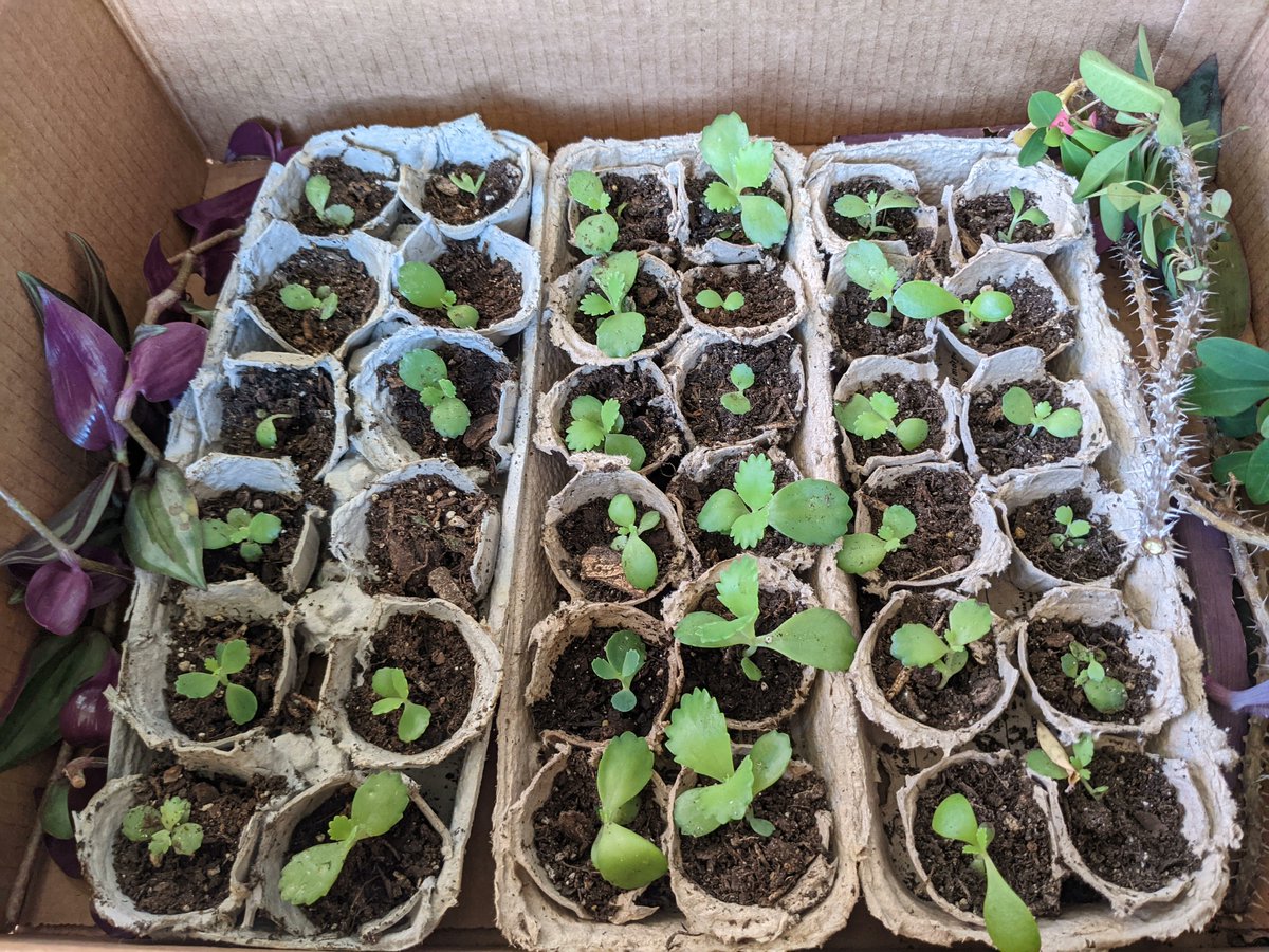 GrandMeadowPlan's tweet photo. Huge THANK YOU to #CentralTexasSeedSavers and @austinparksfdn for donating seeds to our event! We can wait to get our hands dirty and spread some through our meadow! See y'all Saturday! https://t.co/hlhLqtuDBQ