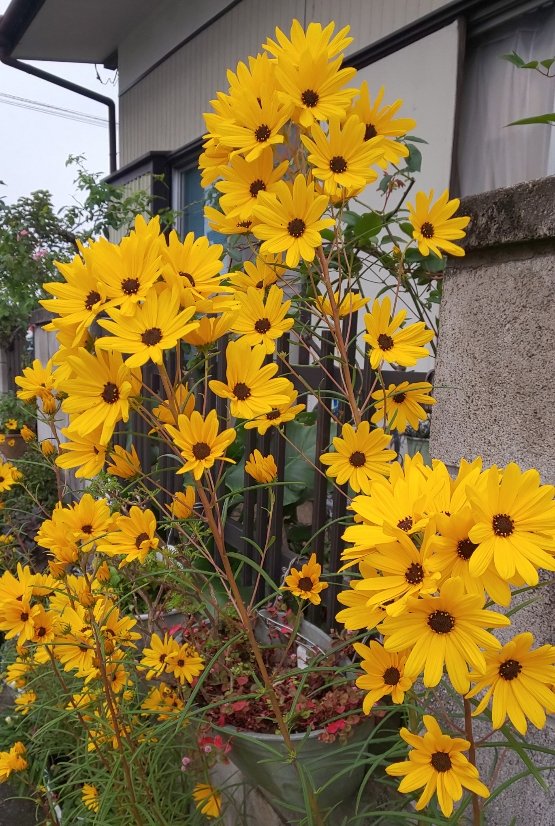 yataritomoko's tweet photo. 昨日は真夏並み今日は秋の気温と寒暖差が大きいですね。昨日よりパソコン教室が再開されました。先生方、会員の皆様と元気でお会いでき嬉しかったです。秋の花々が咲き始めました。赤と白（インパチェンス）黄色（柳葉ヒマワリ）白(秋明菊）オレンジ（クリスベル）です。😉 https://t.co/jntgD30jUq