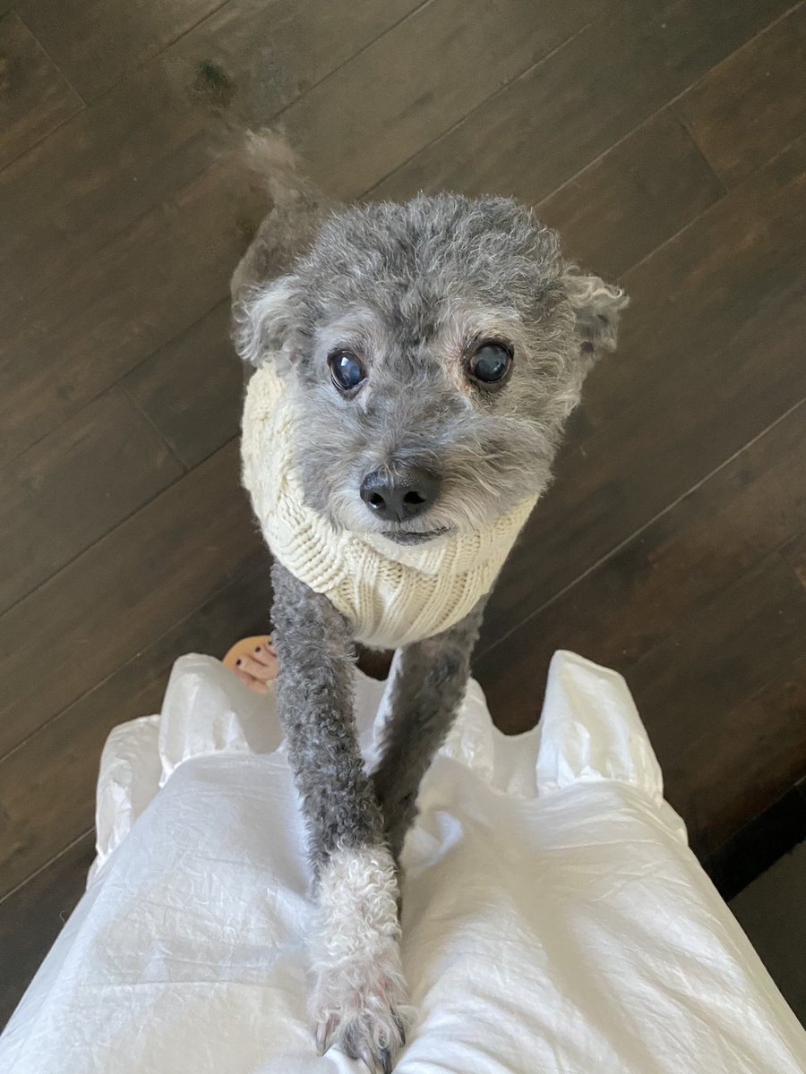 Tinaughty's tweet photo. This is Ziggy. Mom met him when she went down to her cousin’s in the OC last Saturday. Guess that makes us cousins!! https://t.co/GAmBx0bVcD