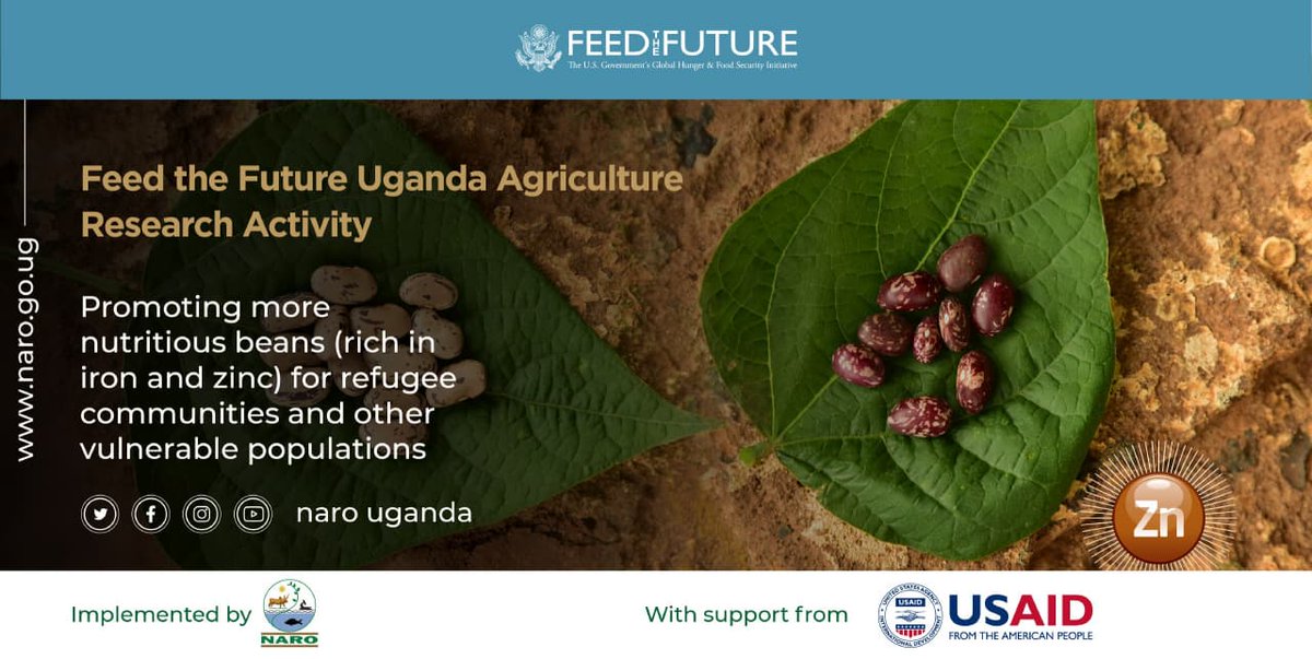 ...enhancing nutrition, improving livelihoods, soil management, and mitigating climate change. These efforts have yielded different bean varieties - Naro Bean 1, Naro Bean 2, Naro Bean 3, Naro Bean 6, Naro Bean 7 and NABE 19