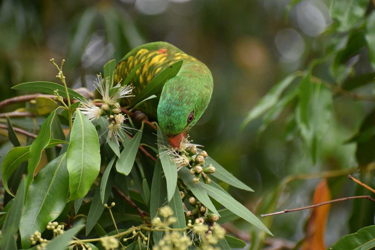 Katrin Hohwieler, PhD π¨ (@katrinhohwieler) on Twitter photo Some (common, but) epic birds on <a href="/usceduau/">UniSC: University of the Sunshine Coast</a> campus today. Can't get enough of the Scaly-breasted lorikeets.
#scalybreastedlorikeets
#brownhoneyeater Some (common, but) epic birds on <a href="/usceduau/">UniSC: University of the Sunshine Coast</a> campus today. Can't get enough of the Scaly-breasted lorikeets.
#scalybreastedlorikeets
#brownhoneyeater