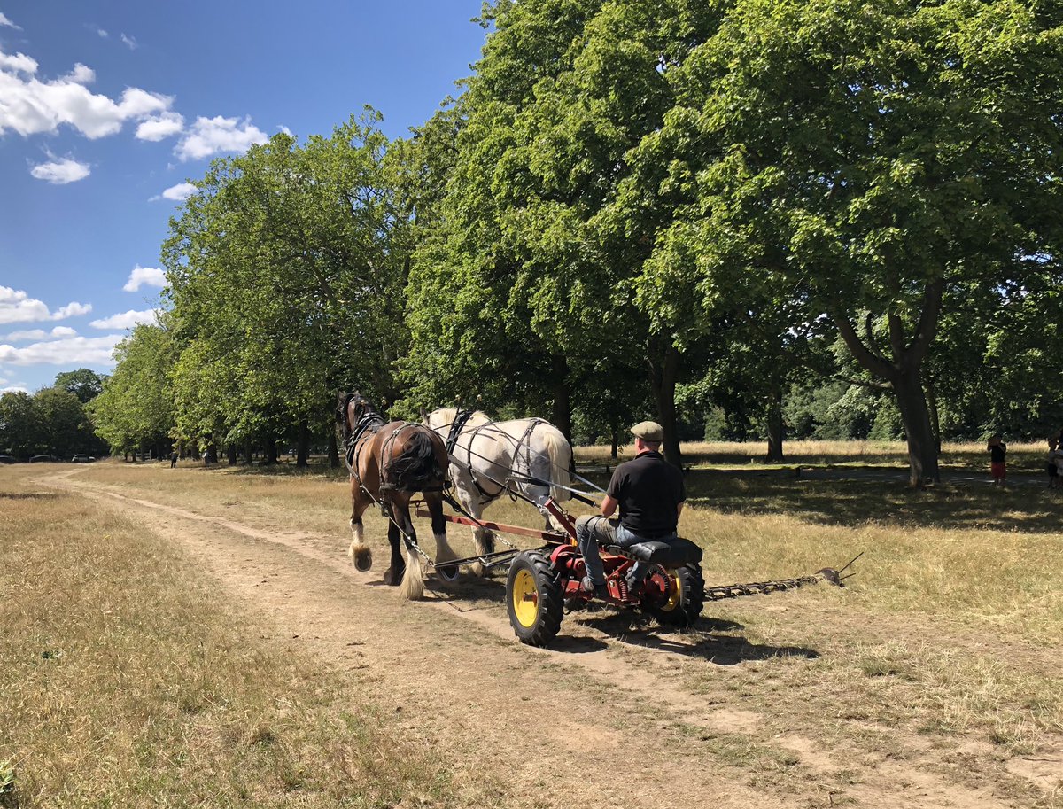Ham House Meadow is receiving an extra cut today - taking away late summer grass growth to enable bio-diversity… A stunning sight too. Thank you @OpCentaur