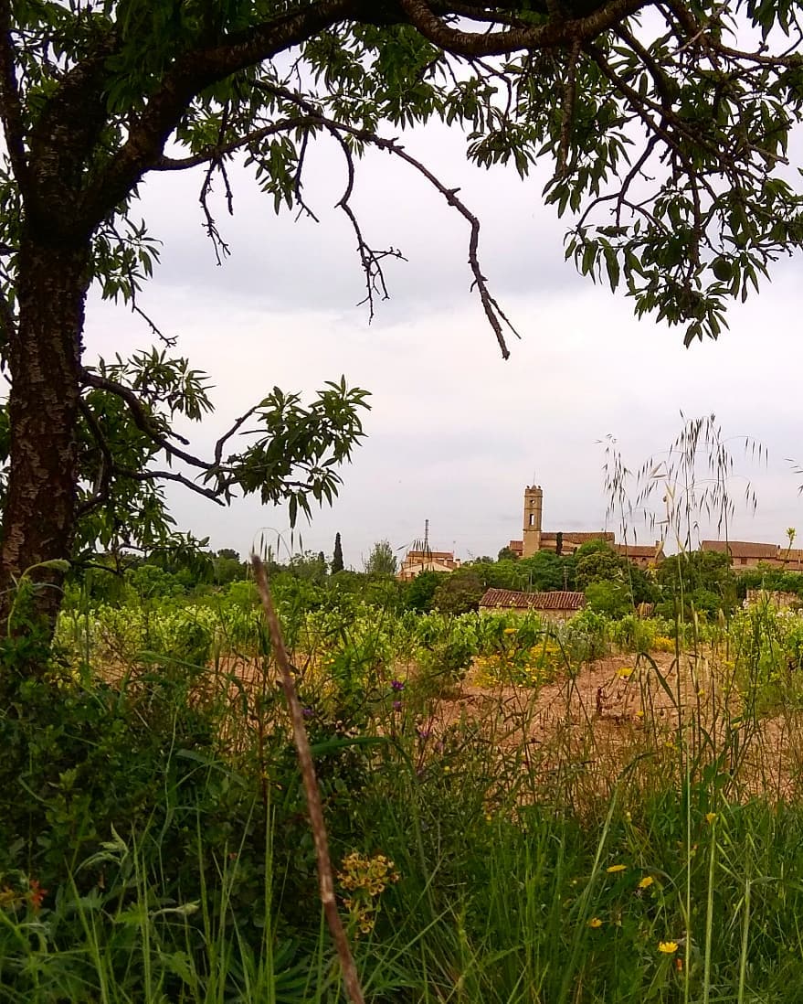 costadauradatur's tweet photo. 🍇  #Masmolets, a tres kilómetros de #Valls, se encuentra al pie de la montaña de Miramar. El pueblo es una pequeña joya medieval que preserva la misma estructura del siglo XII, rodeado por campos de viñas y olivos.

📸  roser_giner, lourdescarmar

@VisitaValls #CostaDaurada https://t.co/UtwlNhaHHt