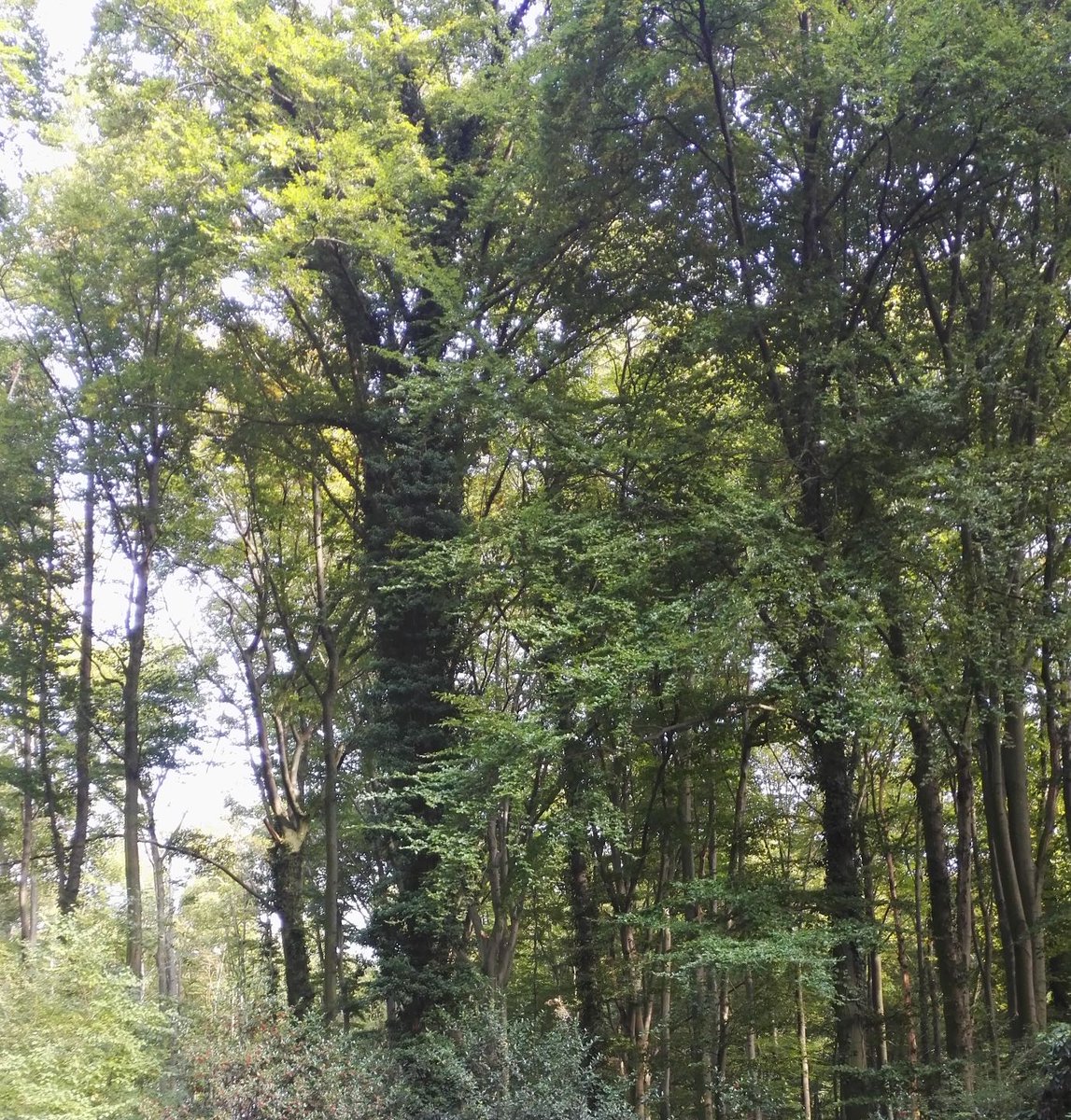 e2shareDe's tweet photo. #gerettetstattnurgeredet
Während in den Tropen Wald-Projekte schwer kontrollierbar sind, kann sich jeder von den #e2share-Projekten überzeugen und sie besuchen. Wir sind aktiv!
Informiert Euch über Wesel und Wuppertal auf https://t.co/UIn4RZbNfR. 

#Naturschutz #jederBaumzählt https://t.co/j4aYMWjIl8