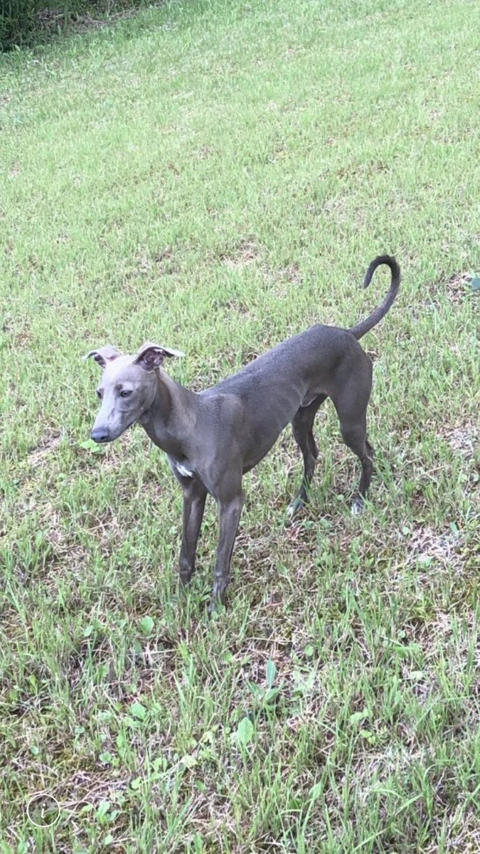迷い犬探してます イタグレ 奈良 21 9 6 お昼頃預け先のお家から脱走 イタリアングレーハウンド オス 一歳 7キロほど 奈良県 郡山市 矢田町 矢田寺 付近です 情報ございましたらよろしくお願い致します 迷い犬 迷子犬 イタリアングレー 迷い犬探してます イタグレ 奈良 21 9 6 お昼頃預け先のお家から脱走 イタリアングレーハウンド オス 一歳 7キロほど 奈良県 郡山市 矢田町 矢田寺 付近です 情報ございましたらよろしくお願い致します 迷い犬 迷子犬 イタリアングレー