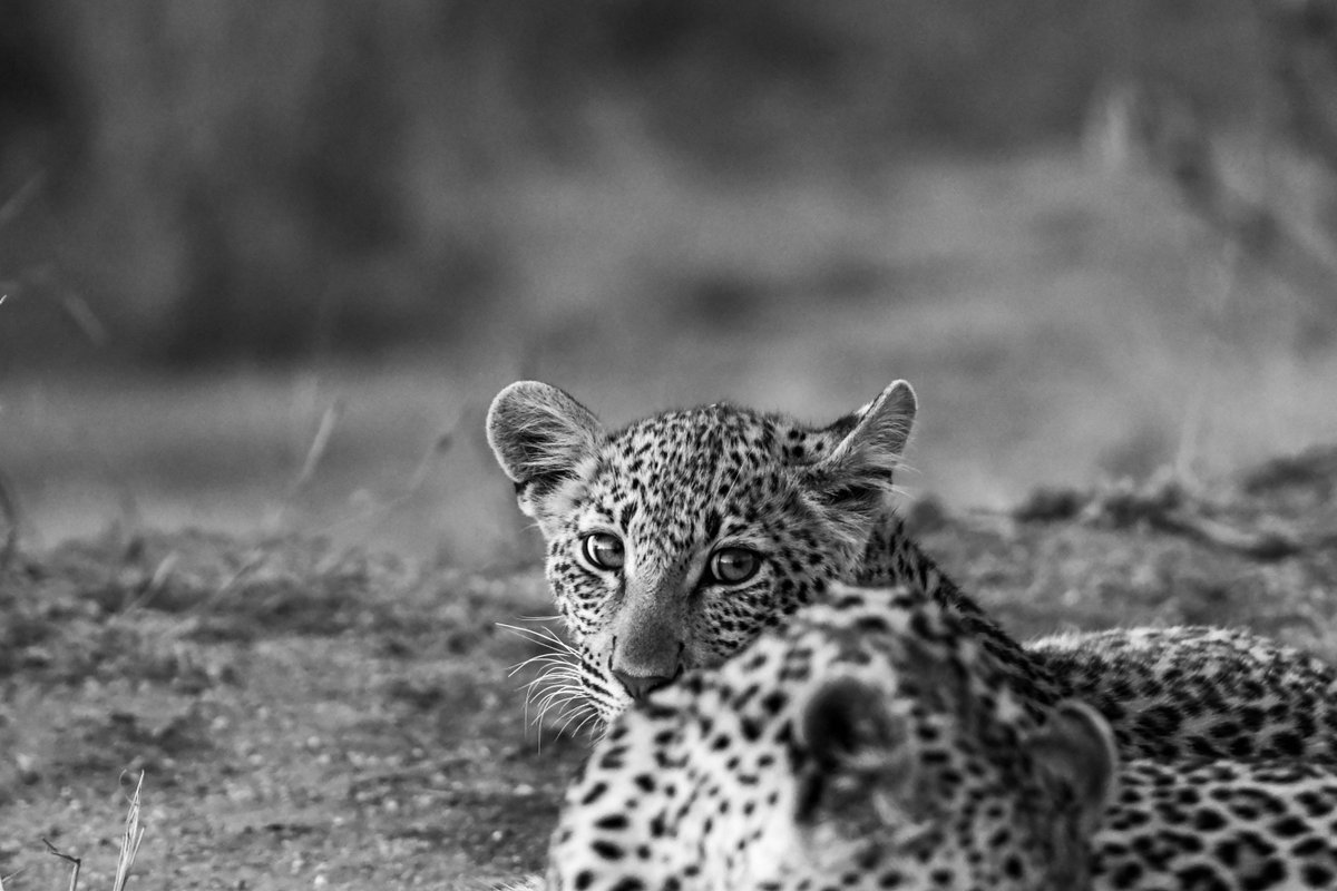 Xplorato's tweet photo. Baby leopard 😍,, camera shy.
#babyleopard #shy #adventure #animal_lovers #nature #wildlife #wildphotography #cat #safarigallery #wild_view https://t.co/nLN6bi6qTW