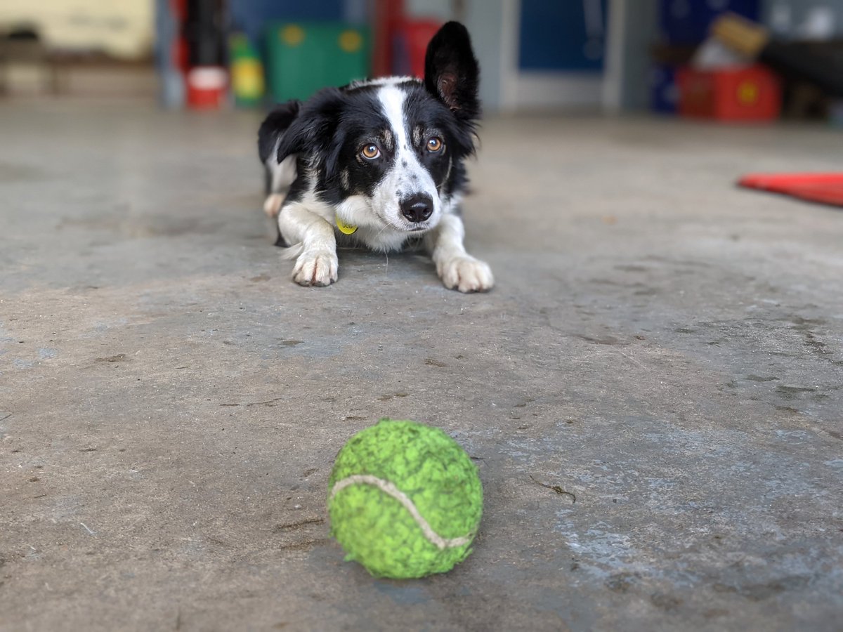 Search Dog Willow tweet media