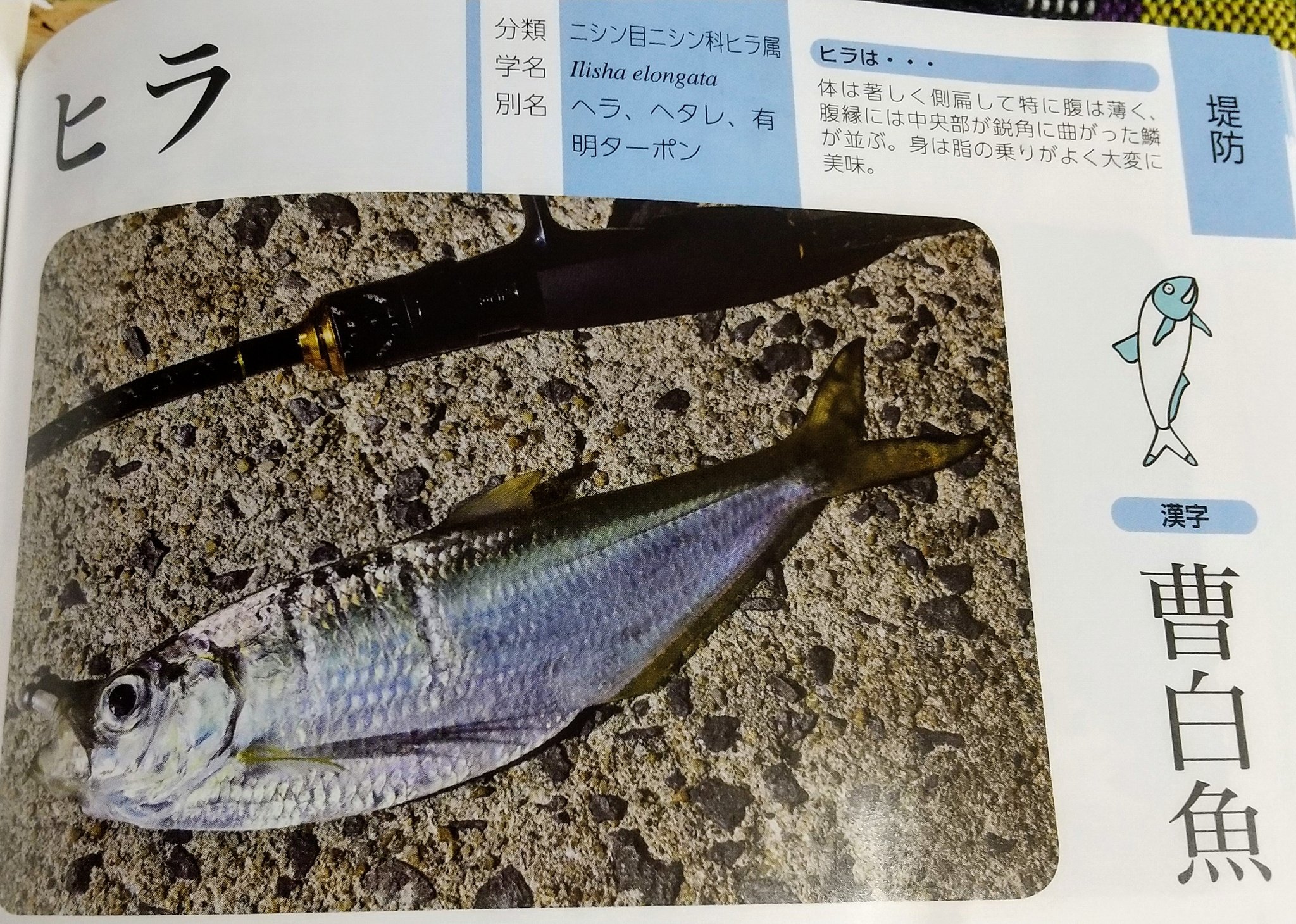 Daysuke Takaoka 高岡大祐 今まで食べたことのある魚 で最も美味しかったものは というとこれになる 御徒町吉池で手に入れた大型のヒラ 慣れぬ骨切をしてあらゆる食べ方をした 一口で 陶然と ボーッとなってその後夢中で食べ続けた魚はこれだけ 麻薬的