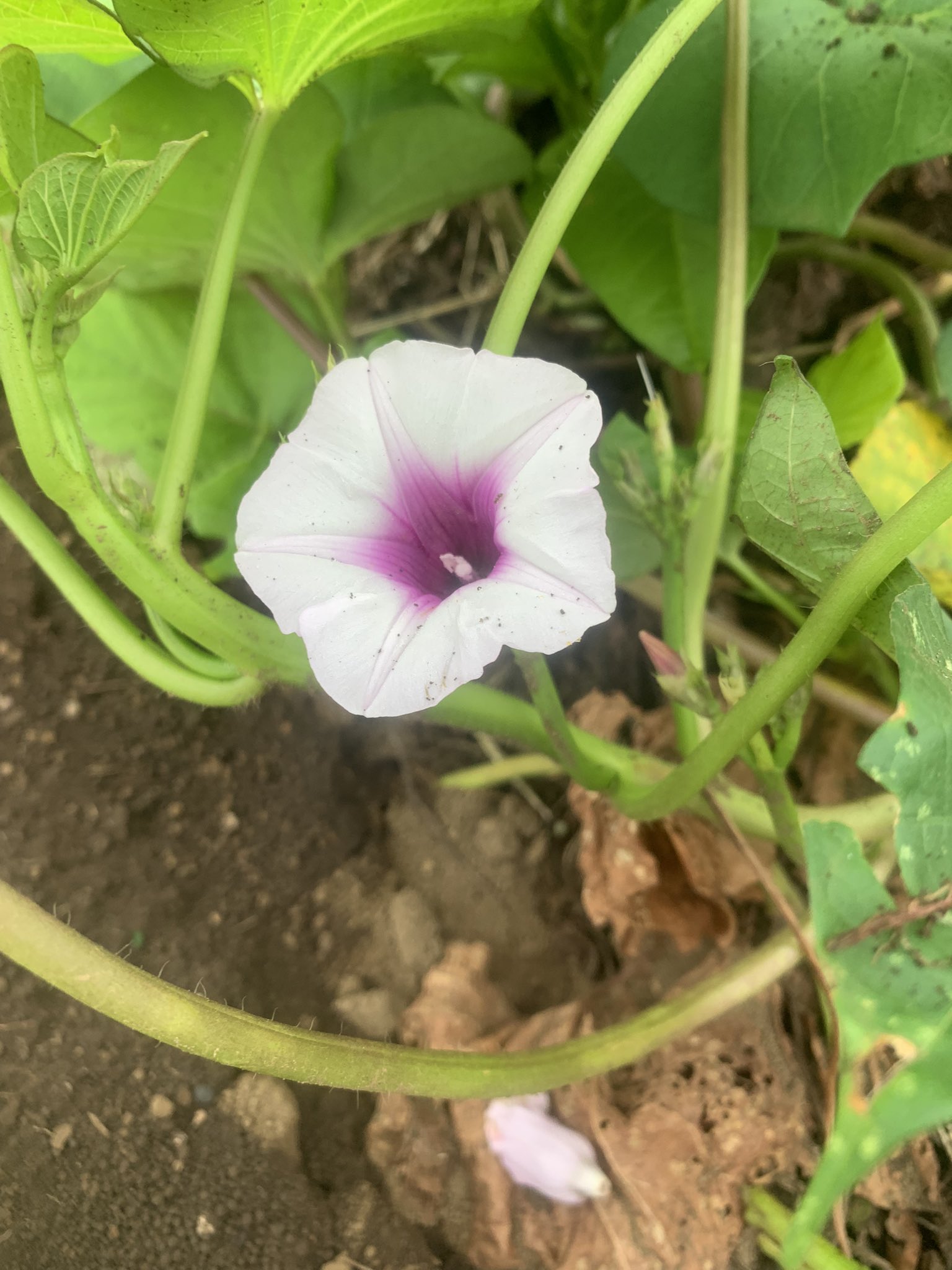 サツマイモの花が咲きました Twitter Search Twitter