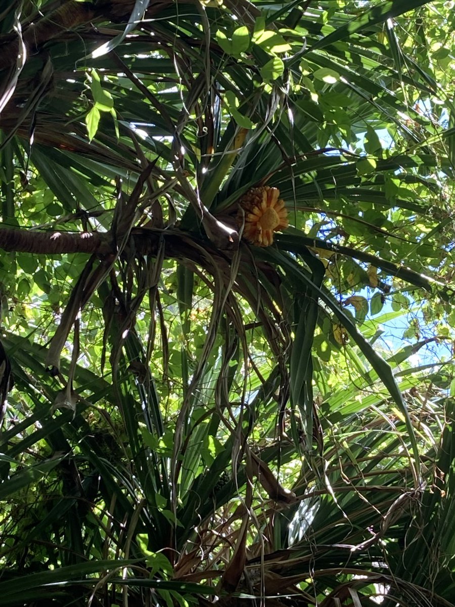 NPamericansamoa's tweet image. The pandanus (laufala) tree is very important to Samoans. For thousands of years, pandanus has been used to make fine mats and clothing. Also, the fruits are used for ula fala and paint brushes used to design siapo. Today, fine mats are still made and are valuable.