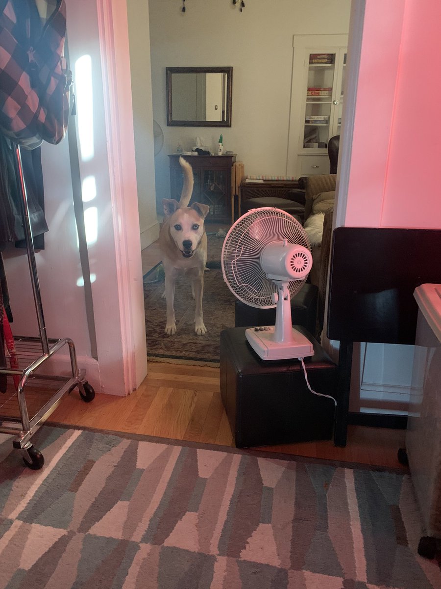 AtlasAdoptedPup's tweet photo. “Human, it is a new day! Take me outside I need to spread my pees across town!! #dogs #dogsoftwitter #GotToPee #PayAttentionToMe!” https://t.co/rDr5d7YFWM