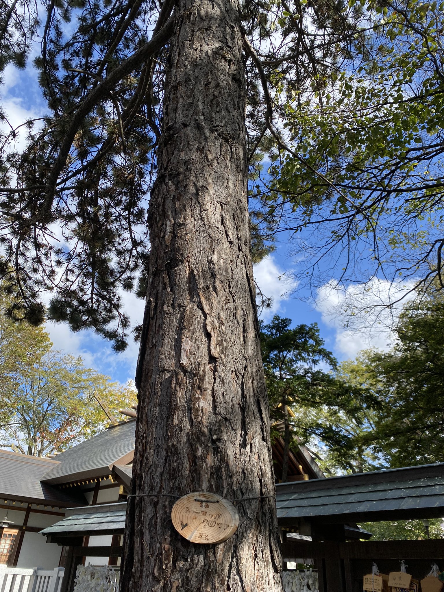 新琴似神社 Twitter Search Twitter