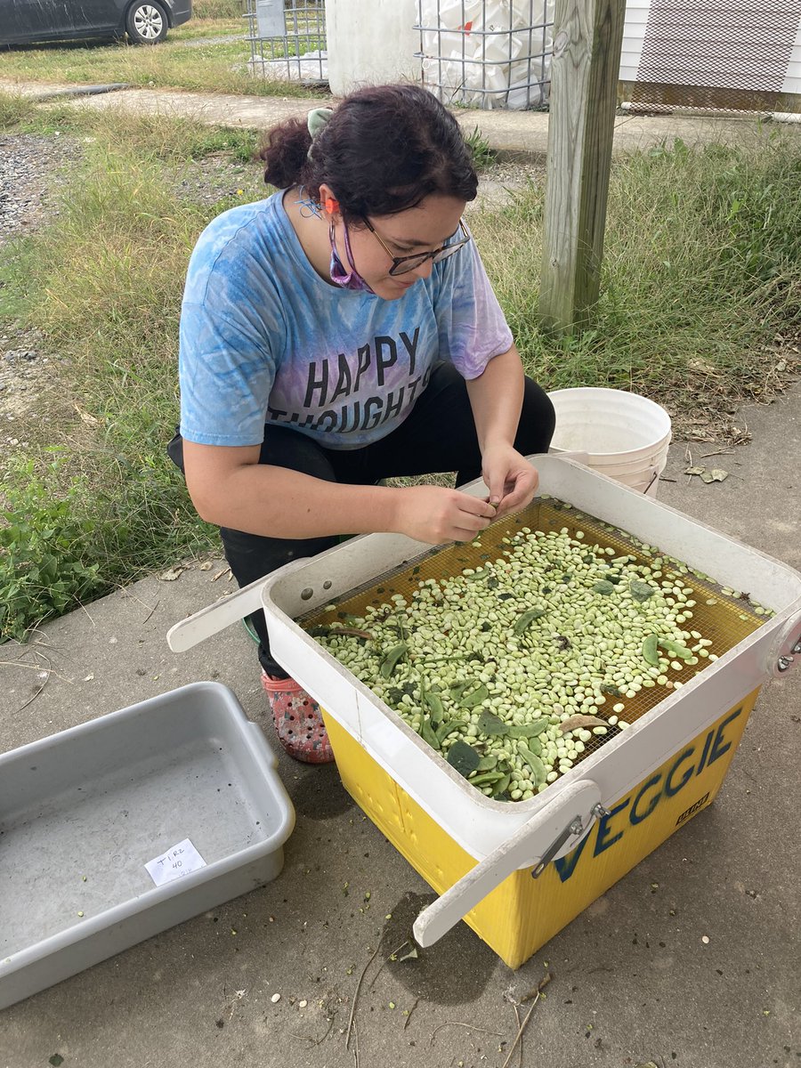 ebonitraverso's tweet photo. It's time to harvest the beans!! Lots of gorgeous galling on these root systems, more pics to come!

#RKN #agriculture #limabean #nematodes #research https://t.co/2ztYmN5qxO