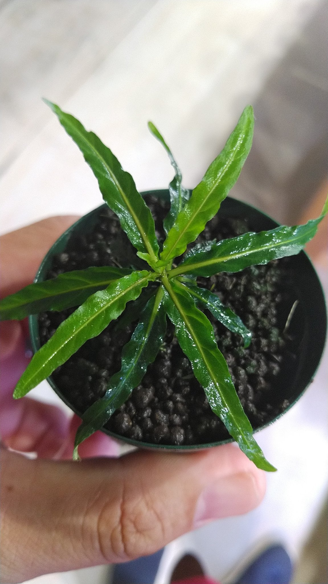 極珍種！ カンボジア ロックプランツ パープル 水上葉 【公式通販】