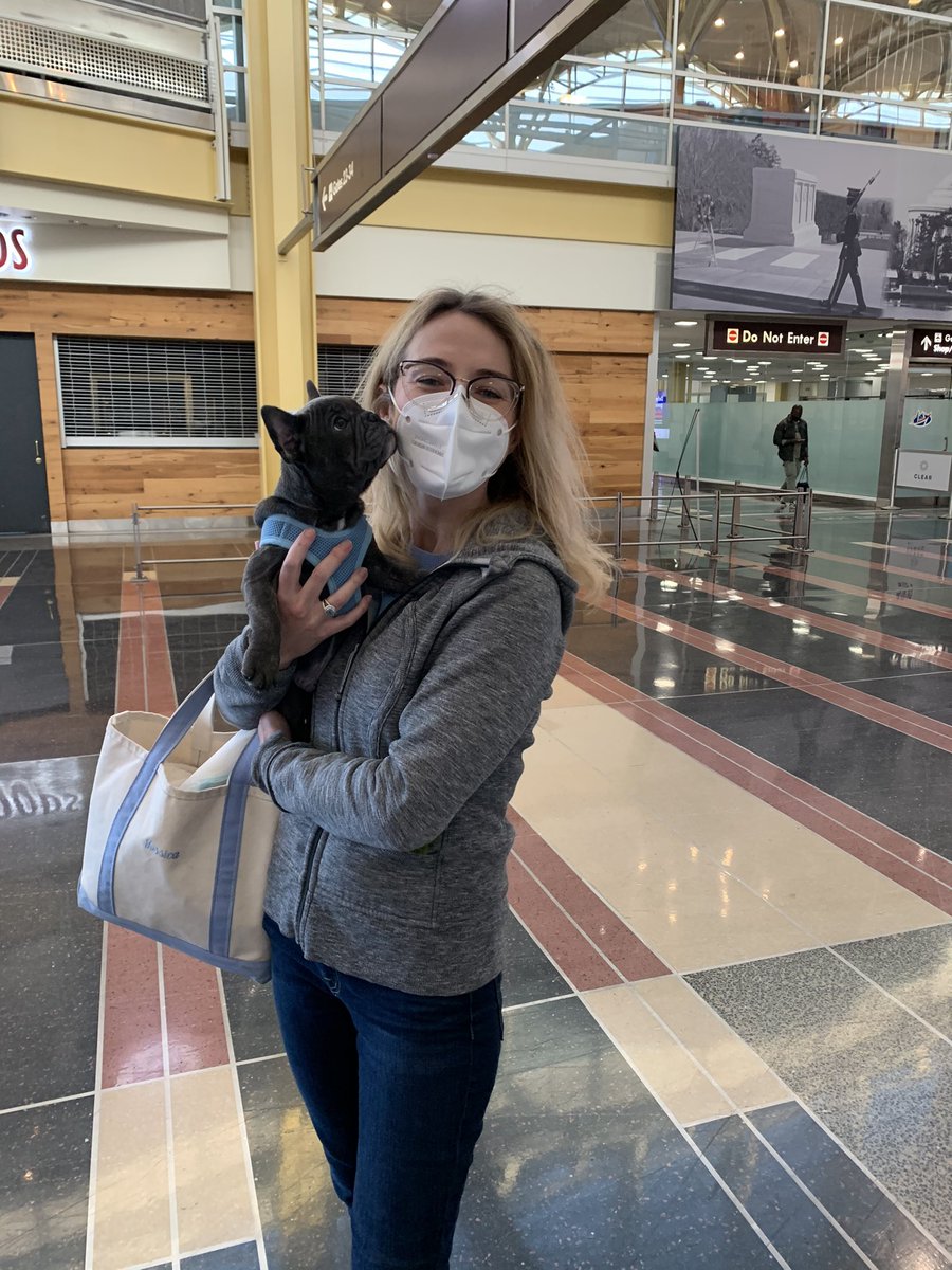 JLTfromNC's tweet photo. It’s Freddie’s “Gotcha Day”—We picked him up a year ago today! He’s gained about 20 pounds since then & makes us laugh every day. #FrédéricBastiatValvo #Frenchie #theFred @JamesValvo https://t.co/3hyWXtpxST