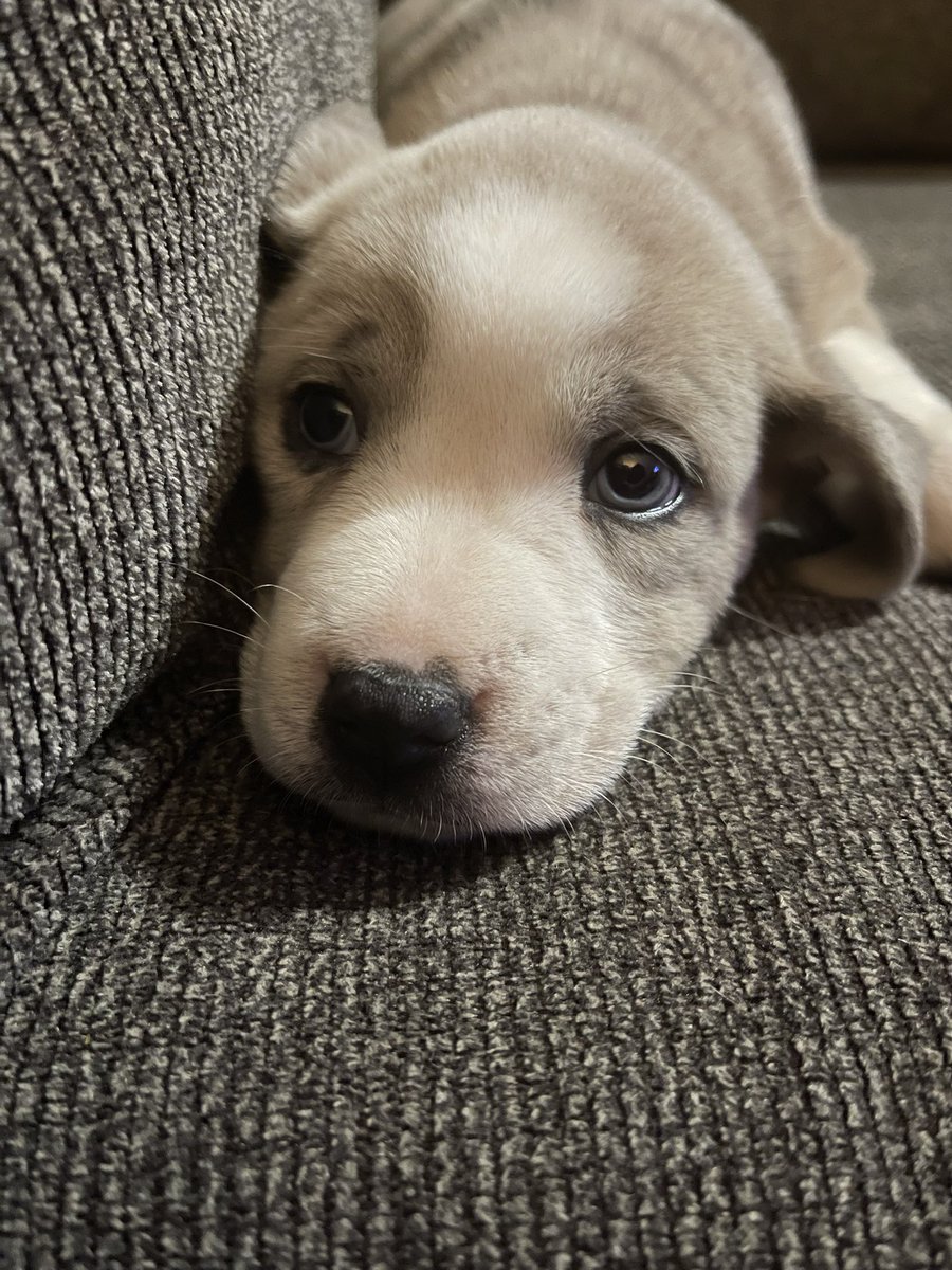 _RachelWilkes's tweet photo. Y’all meet our newest addition, Daisy. 🐾 https://t.co/96IQJrQkeA