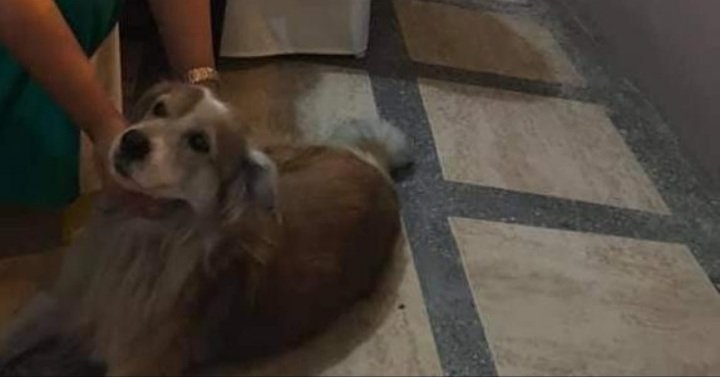 _Holograma_'s tweet photo. Si me pueden ayudar porfa 🙏 perrito perdido en el sur de Gye 34 y Portete, se perdió la semana pasada, me indicaron que lo vieron en la 13 y Maldonado pero ya no estaba, responde al nombre de TRAGEDIA, es viejito, se está quedando ya ciego y se cansa al caminar , porfa RT https://t.co/jaauob3zLz