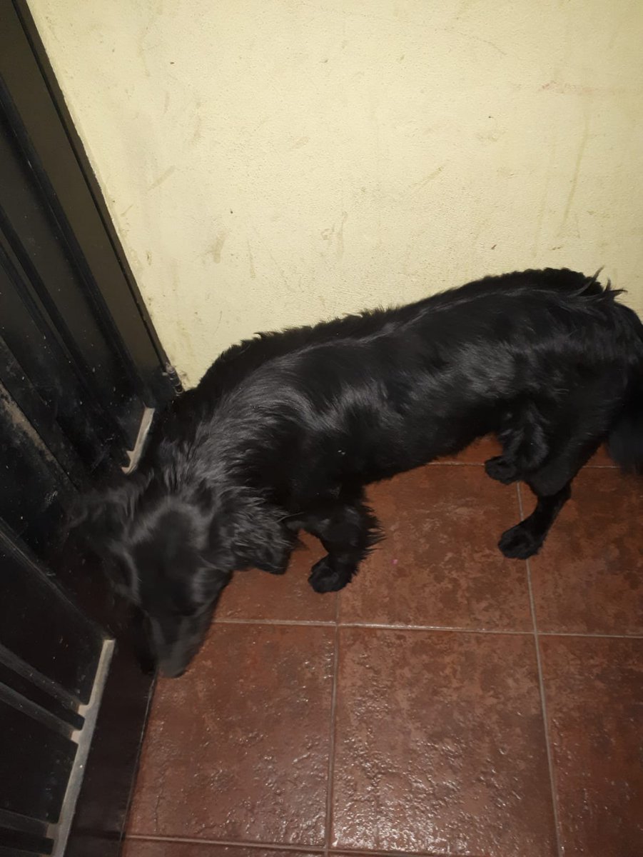 Este perrito apareció hoy en la puerta del complejo donde vivo. Es macho, parece estar castrado, esta bien alimentado, es super bueno y parece estar perdido. Si pueden difundir manso gracias