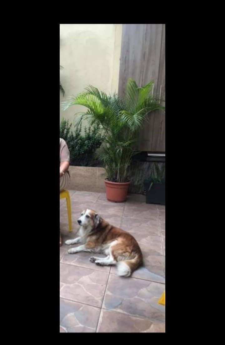 _Holograma_'s tweet photo. Si me pueden ayudar porfa 🙏 perrito perdido en el sur de Gye 34 y Portete, se perdió la semana pasada, me indicaron que lo vieron en la 13 y Maldonado pero ya no estaba, responde al nombre de TRAGEDIA, es viejito, se está quedando ya ciego y se cansa al caminar , porfa RT https://t.co/jaauob3zLz