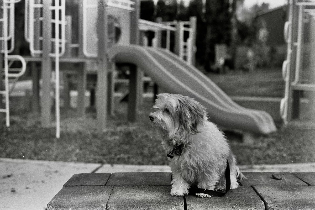 screwhogwarts's tweet photo. Setup a darkroom where I can process my #35mm #film and do prints. Took Jovie to the park and tested out a #KSXSuper a friend bought for me. https://t.co/VBVa6TuyxL