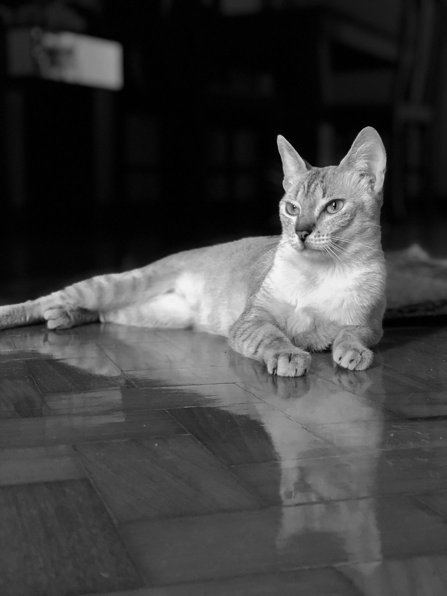 quigonlotta's tweet photo. @QuantumNFT With iPhone8plus 
My cat B&amp;W
From Brazil ✌🏻 https://t.co/m13PvMbV4H