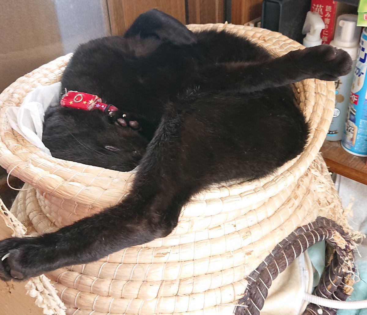 どうなっているやら…

#黒猫 #猫のいる暮らし