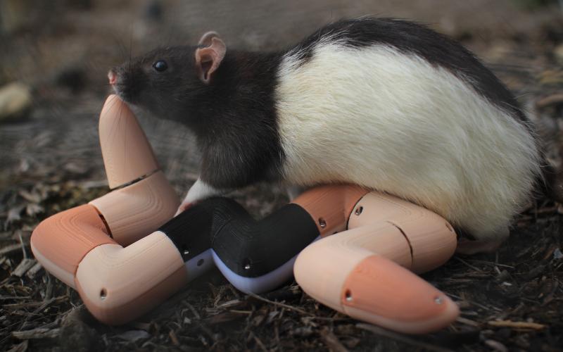 Stephen Mahler (@svmahler) on Twitter photo Happy to announce a long-awaited exhibit from <a href="/ian__ingram/">Ian Ingram</a>, an LA-based artist who builds robots that interact with animals. He turned his attention to rats for this show <a href="/UCIrvine/">UC Irvine</a>, much to my delight. Come by the opening this weekend if you're in SoCal!
beallcenter.uci.edu/exhibitions/ia… Happy to announce a long-awaited exhibit from <a href="/ian__ingram/">Ian Ingram</a>, an LA-based artist who builds robots that interact with animals. He turned his attention to rats for this show <a href="/UCIrvine/">UC Irvine</a>, much to my delight. Come by the opening this weekend if you're in SoCal!
beallcenter.uci.edu/exhibitions/ia…