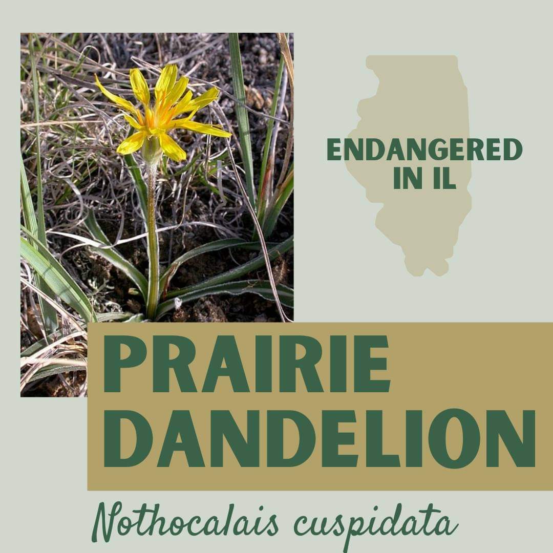 There is only a tiny fraction of prairie left in the prairie state. <a href="/BellBowlPrairie/">#SaveBellBowlPrairie</a> in Rockford is one of them and it's planned to be bulldozed for an airport expansion. <a href="/NLI1958/">Natural Land Institute</a> has collected ways you can help protect rare habitat: naturalland.org/bell-bowl-prai… #SaveBellBowlPrairie