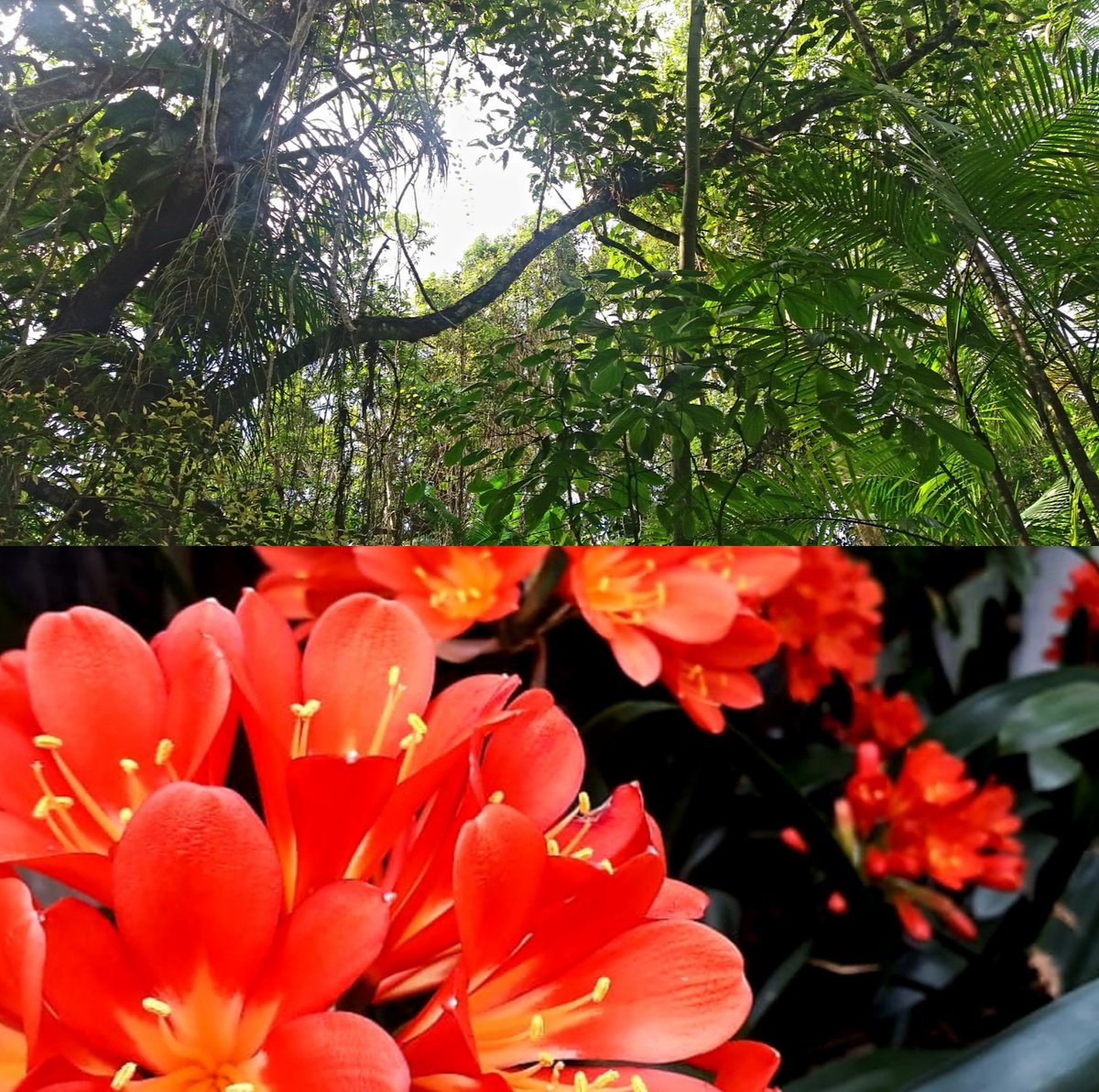 color_iso's tweet photo. ¿Amor por las flores o por los árboles? --> https://t.co/45ZrlVK2Sn #Encuesta #EncuestaColoriso #Flores #Arboles #Naturaleza #FotoPaisaje #Paisajismo #Fotografia #Coloriso #SomosColoriso #ColorYourMoments https://t.co/eKmftREGGI