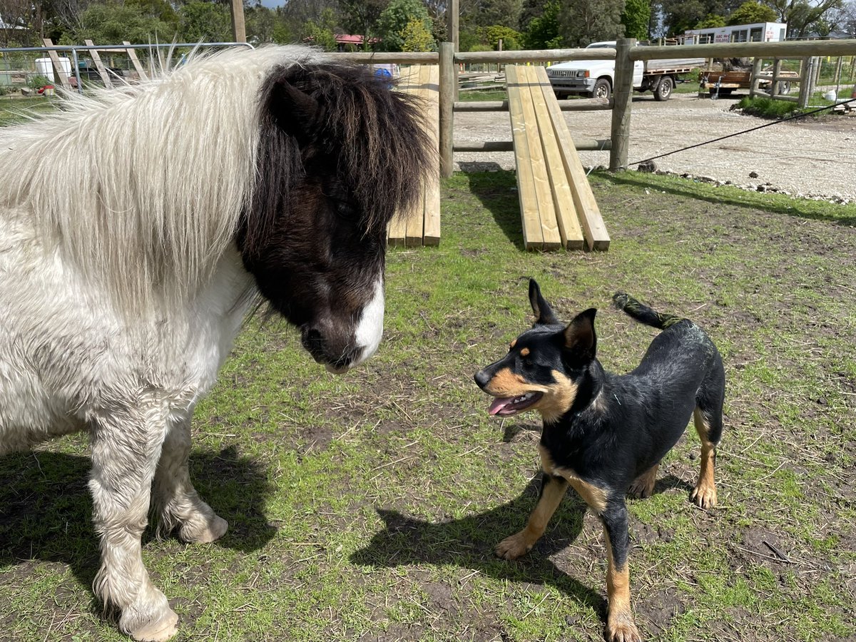 gk_payne's tweet photo. I may be covered in mud now, but it was a lot of fun visiting the Pakenham Pony Rescue ranch this afternoon 😂 #journolife @PakenhamGazette https://t.co/AgEt8J72LV