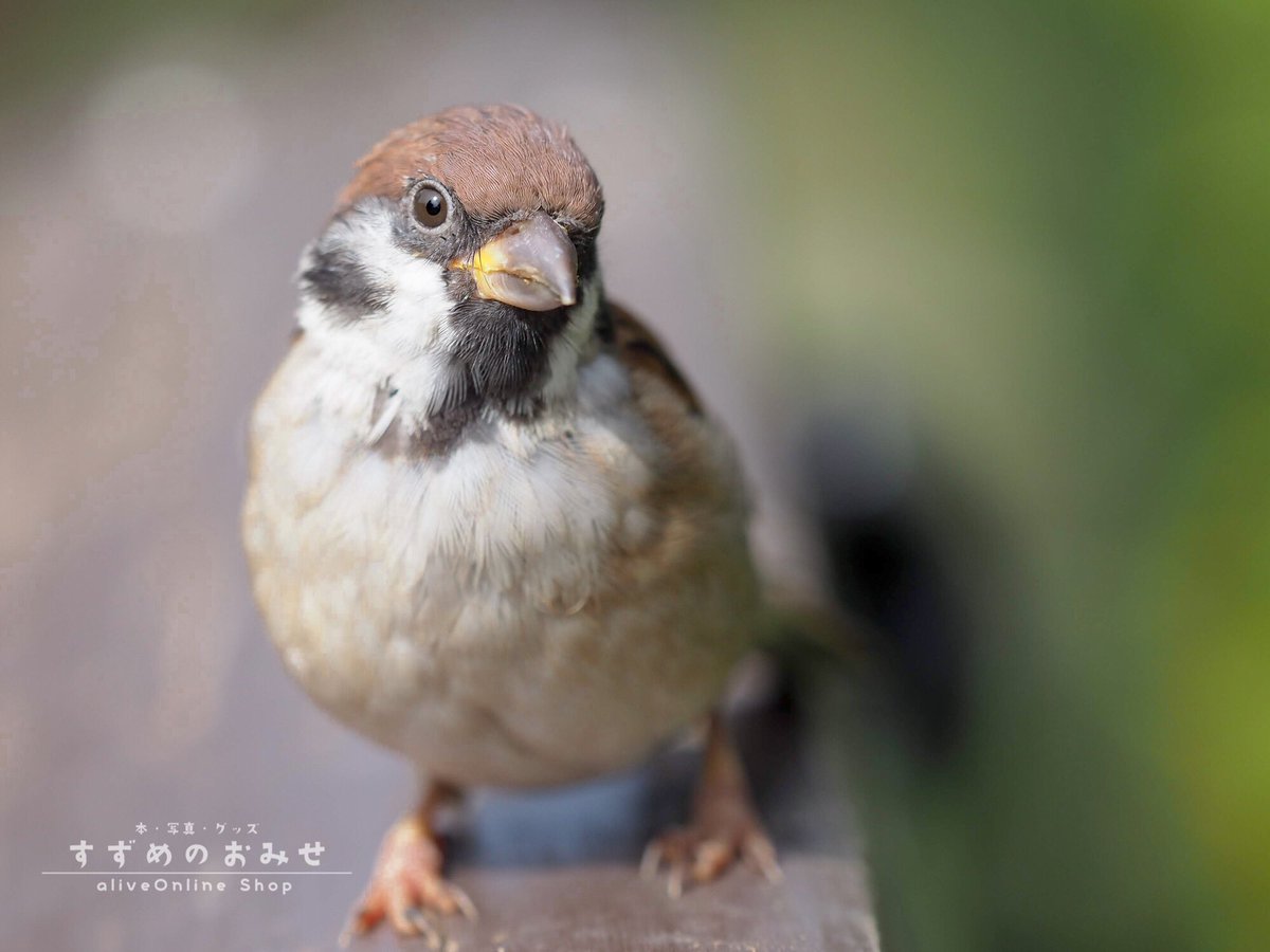 Top Tweets For 妄想会話 Twstalker