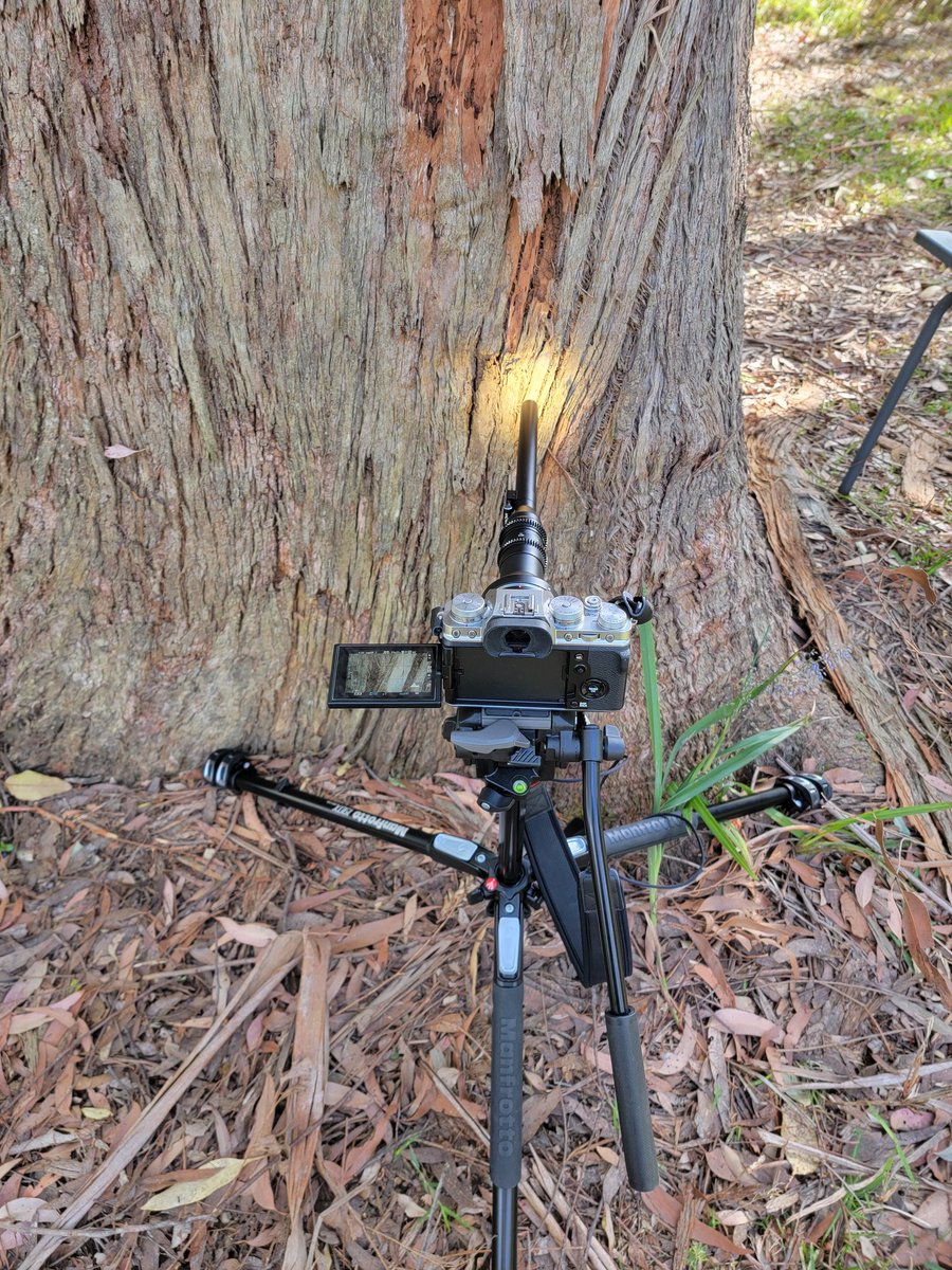 When you're serious about hunting #termites. #laowa