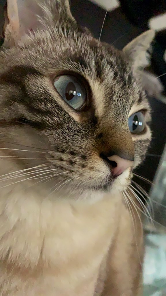 maritachl's tweet photo. @ladel602 @enbrutodiamante @FisicoImpuro Tango Rufino 😻 y Millnga Saturia 😻 https://t.co/6dLwMsY7YS