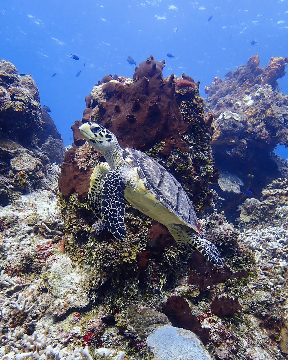 HARVIN.... tweet media