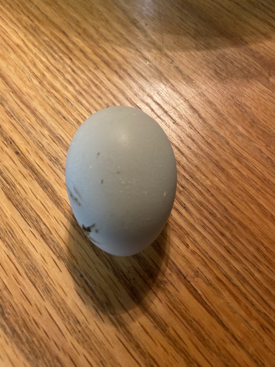 JeremyFlynn10's tweet photo. Not Carl Sagan’s pale blue dot but a cool blue nonetheless.  A pale blue egg...with some chicken shit on it. https://t.co/aL8QWrxjQh