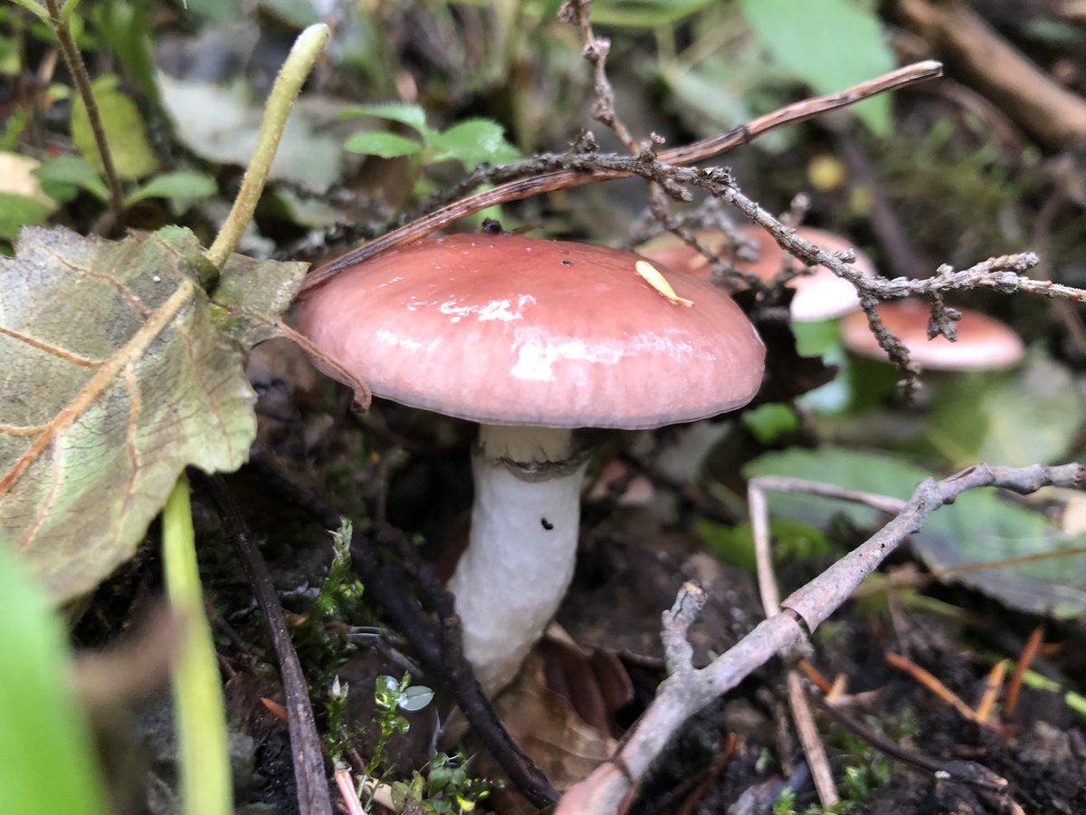 jmikayla7's tweet photo. Scouting field sites and admiring the peak mushrooms and mosses along the way with @Morgan_E_Barnes and Lupita Renteria yesterday was a day well spent! Next stop- #sedimentsampling #PNNLRCSFA https://t.co/SCyoVV6wFy
