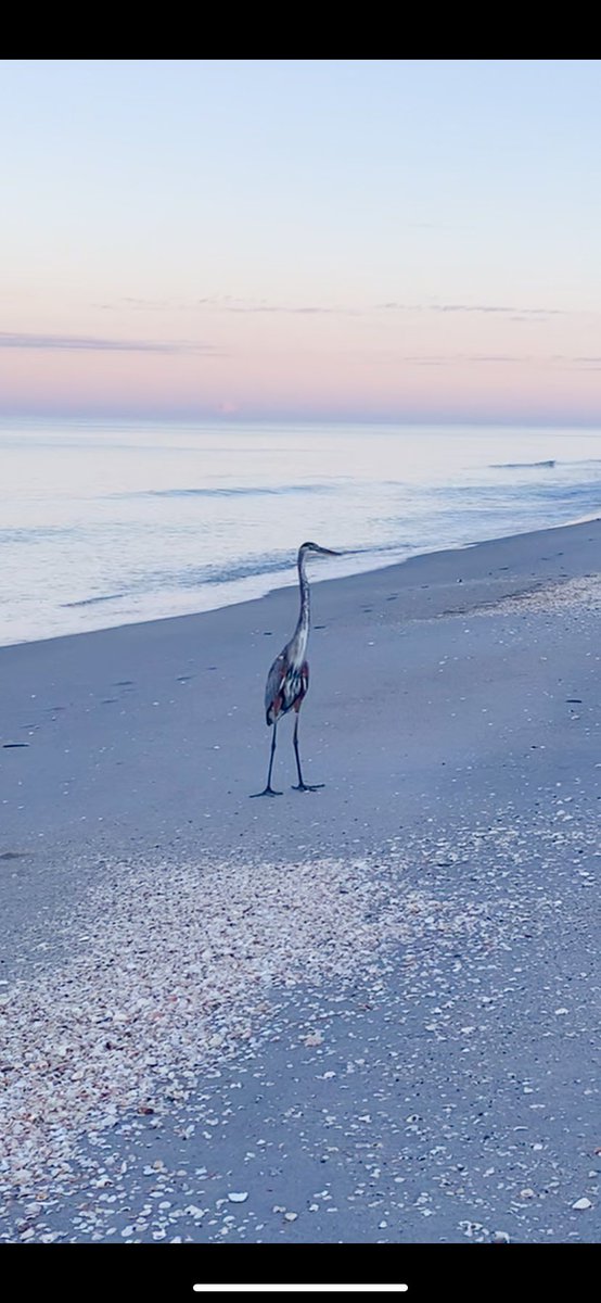 shellldav's tweet image. Took a much needed break and met a new friend. I’ll call him Kevin🤷‍♀️❤️