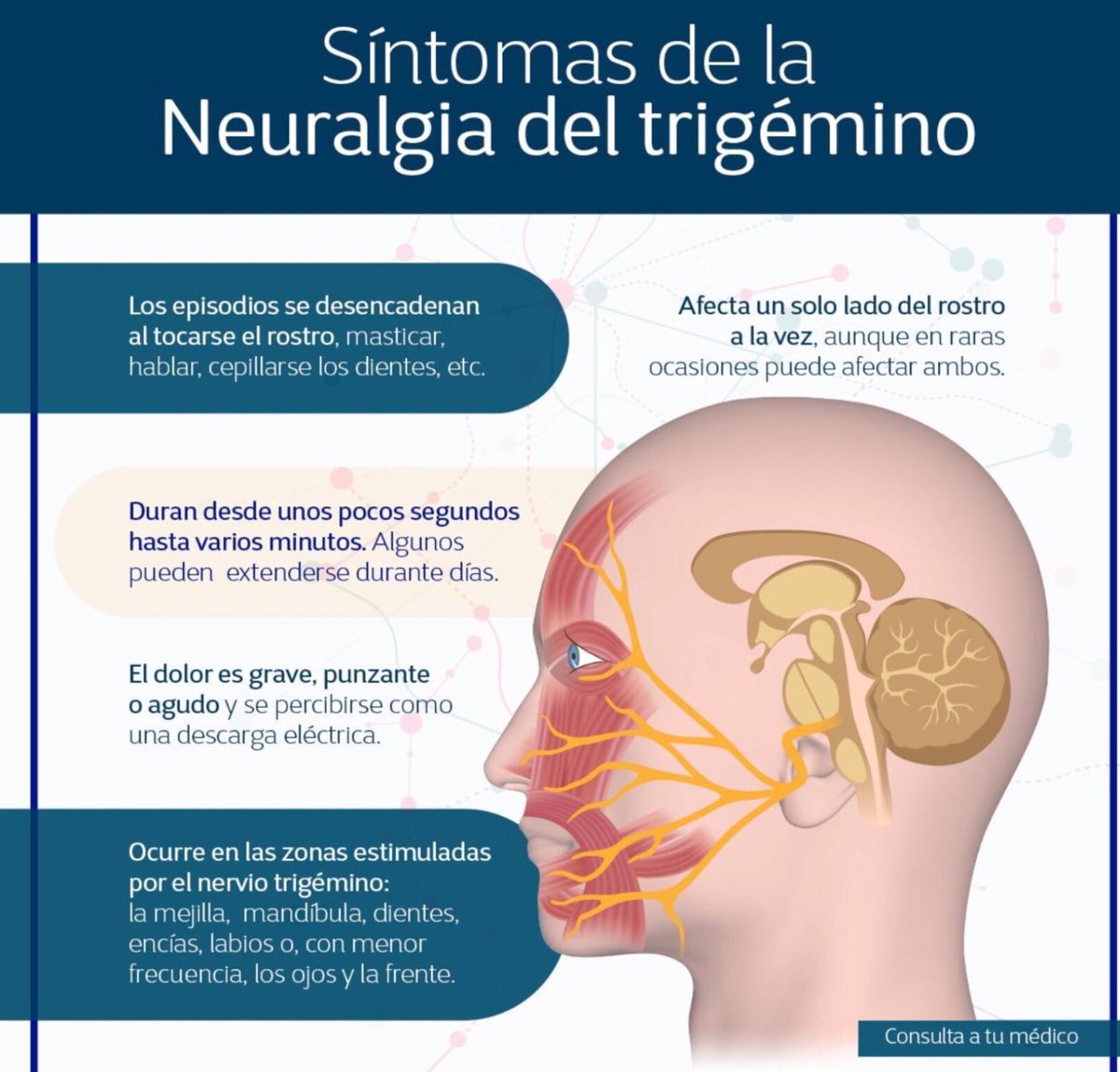 NoInvisibles's tweet image. Hoy es #DiaInternacionalNeuralgiaTrigémino #TrigeminalNeuralgiaAwarenessDay
La #NeuralgiadelTrigémino afecta al Sist. Nervioso Periférico es de las #EERR por su baja prevalencia y también invisible🤯
@leo_veritas habla de #Besosqueduelen
En @ElHuffPost👇
huffingtonpost.es/entry/los-dias…