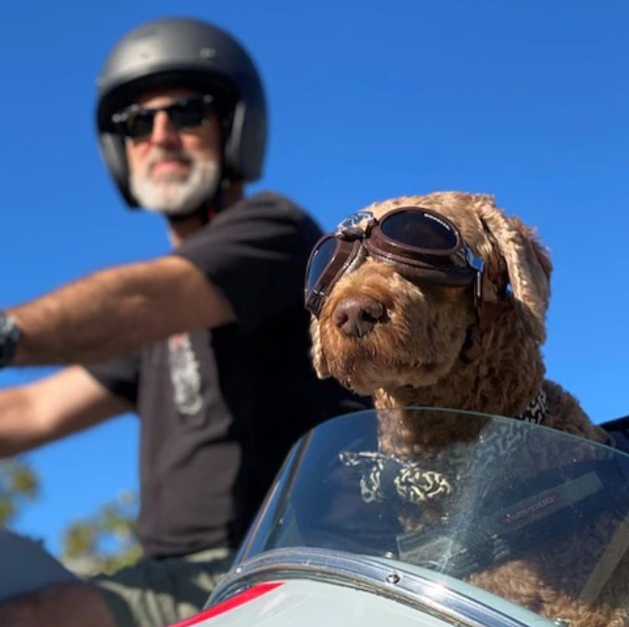 TONIGHT on <a href="/9NewsGoldCoast/">9News Gold Coast</a> - meet Bob the labradoodle, who loves cruising around the GC on a motorbike.