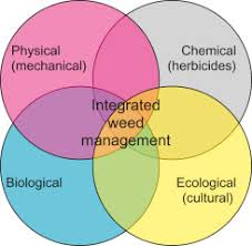 Weed growth, herbicide efficacy, and rice productivity in dry seeded paddy field under different wheat stubble management methods
hilarispublisher.com/advances-in-re…
#researchers