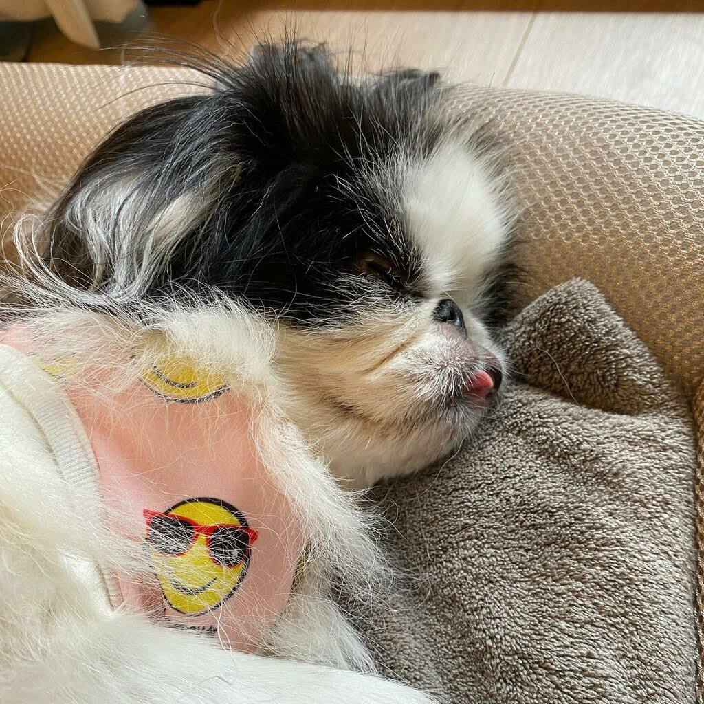 ruby_kii's tweet photo. ็ตถ่ณใๆผๅฏ็๐ช #nappingdog #็ #JapaneseChin #dog #chinstagram #squishyfacecrew #october2021 https://t.co/tXeeWLxoaT