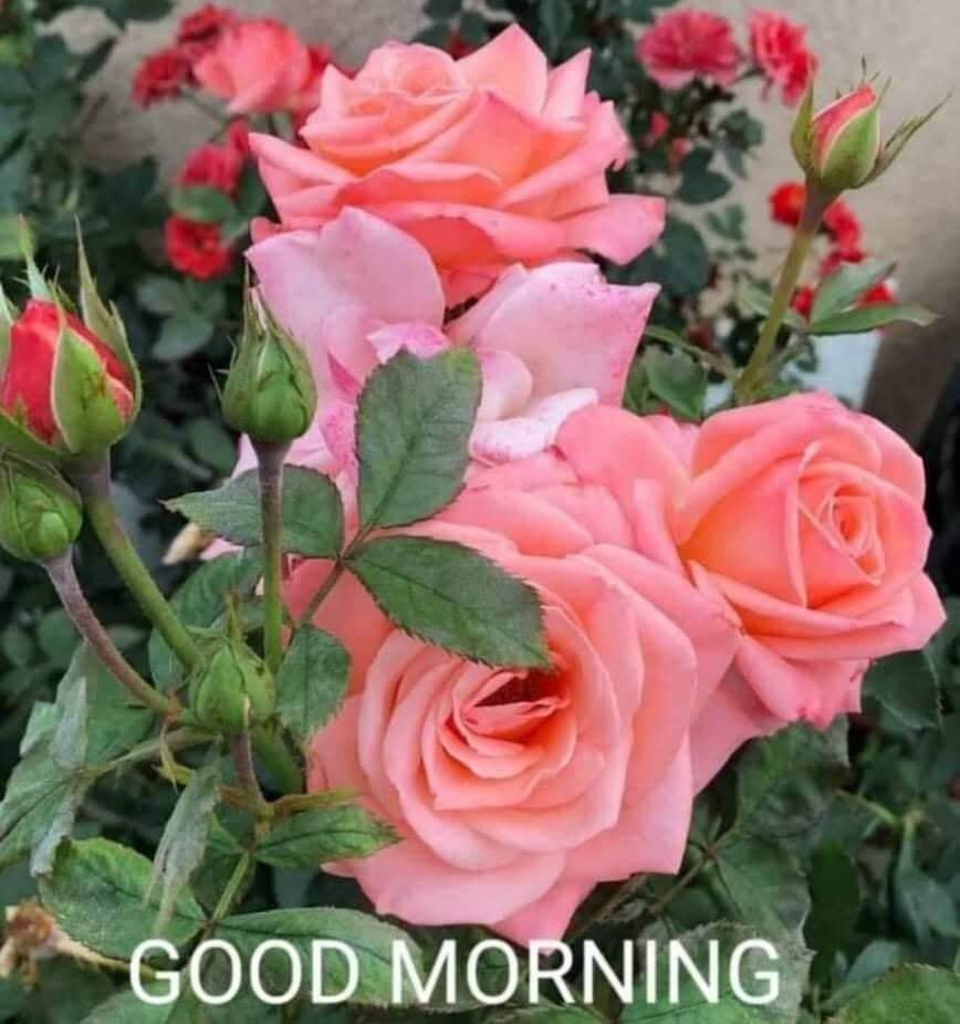 harisionn's tweet photo. Good morning n best night wish to u all of the dear soul.may almighty God bless u best cheerful peaceful life and  day n night..om Namo bhagabàte laxminarayem.good evening;  n best night wish to u all of the dear soul.may almighty God bless u best cheerful peaceful life and  day https://t.co/xACqyoKp1a