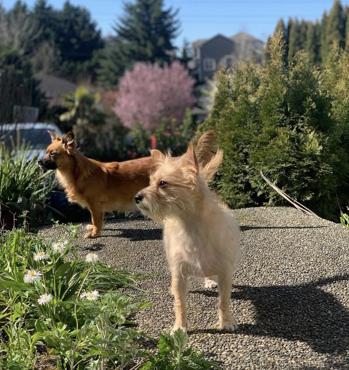 IlyaNikulin5's tweet photo. Yesterday I went to ups 2X and they said fly certificates for my two dogs are being delivered and they will give me call. Today customer service called and said 
“WE CANT FIND YOUR CERTIFICATES GO TO PET STORE, GET SOME PILLS AND YOU WONT HAVE YOUR DOGS ANYMORE”
WTF @UPS https://t.co/hcIvdRzHeu